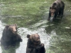 -深圳野生动物园
