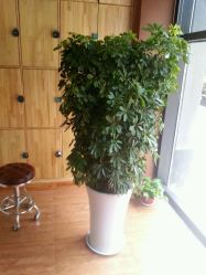 -明洞造型精品烫染