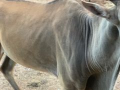 -清迈夜间动物园