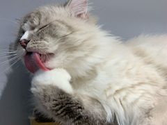 -Heymao猫咖.咖啡厅(东门店)