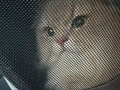 -御宝贝·A梦猫科宠物医院(国际猫友好医院)