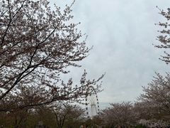 -顾村公园