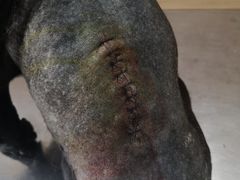 -爱侣宠医·鹦鹉专科·小型哺乳类·异宠专科(灵石路店)