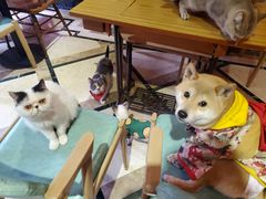 -猫色咖啡·猫咖