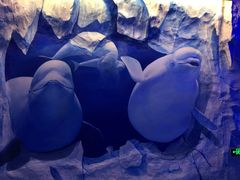 -芜湖新华联大白鲸海洋公园