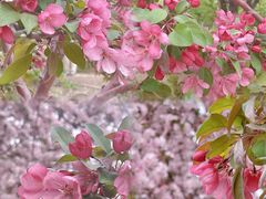 -海棠花溪(元大都城垣遗址公园)
