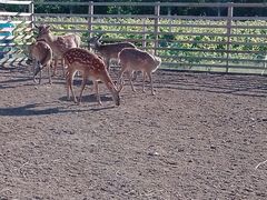 -安德鲁户外烧烤帐篷营地(马泉营店)