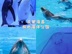 -海合安成都极地海洋公园