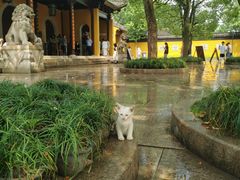 -西园戒幢律寺