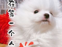 -狗道宠物(常熟印象城店)