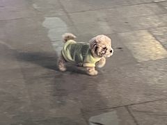 -达美乐比萨(墨玉南路店)