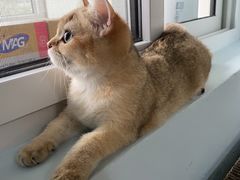 -猫大福·Fortune Cat猫舍(百子湾店)