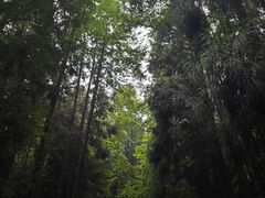 -山王坪喀斯特国家生态公园