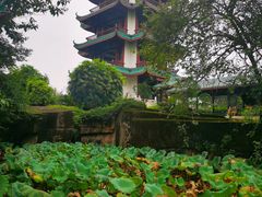 -桂湖森林公园