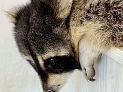 -浣熊柯尔鸭土拨鼠·电玩咖
