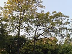 -垂虹公园