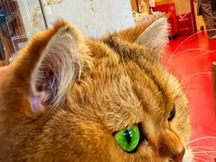 -和它·交个朋友·狗咖猫咖(爱琴海店)