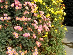 -周老三跷脚牛肉·全牛火锅(非遗传承店)