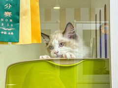 -青奢宠物·青奢猫舍