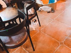 -李小姐の猫咖啡馆(五角场店)