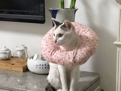 -创凡宠物医院·骨专科  猫科中心(西乡分院)
