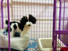 -宠爱多约克夏马尔济斯泰迪小型犬专卖