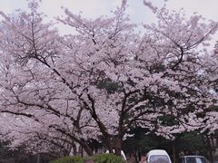 -武汉大学-樱园