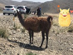 -新疆天山野生动物园