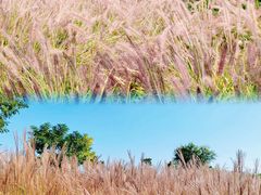 -汉长安城未央宫国家考古遗址公园