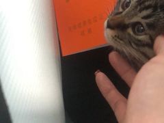 -纳吉亚猫专科动物诊疗中心(蒋宅口分院)