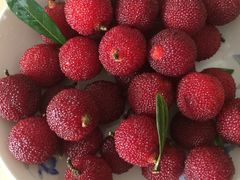 -西山樟坞健康果园枇杷杨梅采摘