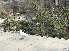 -康百万庄园