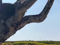 -海埂大坝