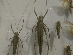 -墨尔本博物馆(Melbourne Museum)