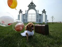 -超宠爱宠物摄影-Super pet