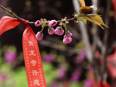 -西安青龙寺遗址景区