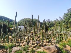 -深圳仙湖植物园
