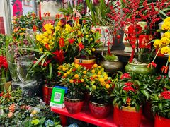 -溪岸路花鸟市场