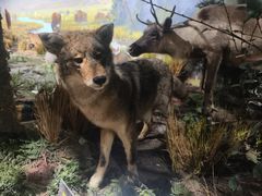 -陕西自然博物馆