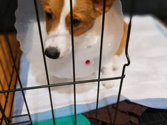 -瑞鹏宠物医院·爱宠堂·骨外专科(西荷分院)