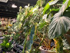 -自由生长植物工作室(深港花卉中心店)