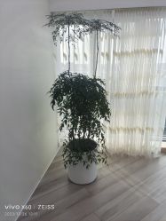-HEYAN荷妍专业脱毛连锁机构
