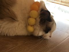 -南京Hallo宠物乐园·哈罗犬舍·柴犬繁育基地