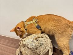 -Again Coffee Roaster(香蜜湖店)