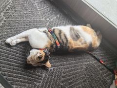 -Again Coffee Roaster(香蜜湖店)