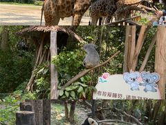 -广州长隆野生动物世界