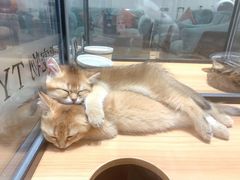 -袖虎·猫馆(体育西路店)