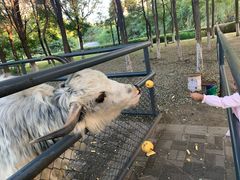 -长白岛森林公园