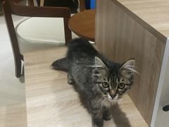 -藏猫猫咖啡主题馆(中央大道店)