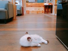 -谷咖啡·鲜花绿植花园餐厅